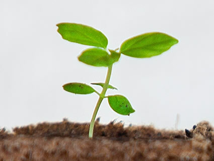 Seedling symbolizing how events help Mid-Maine Homeless Shelter and Services grows with support.