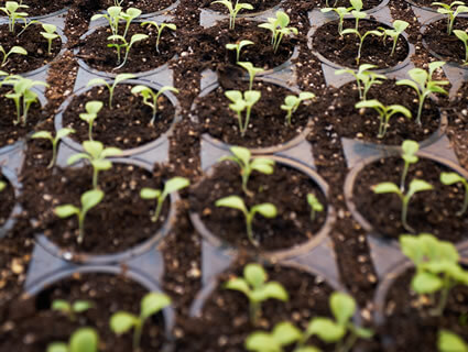 Seedlings in a growing tray symbolizing Mid-Maine Homeless Shelter & Services ' growth and impact over time.